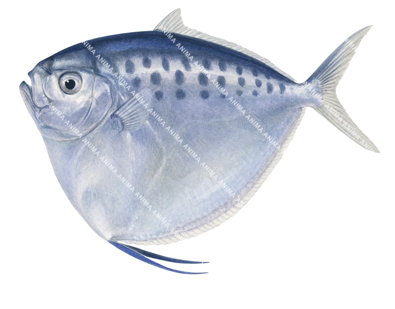 Anima Fish Razor Moonfish,Mene maculata|High Res Illustration