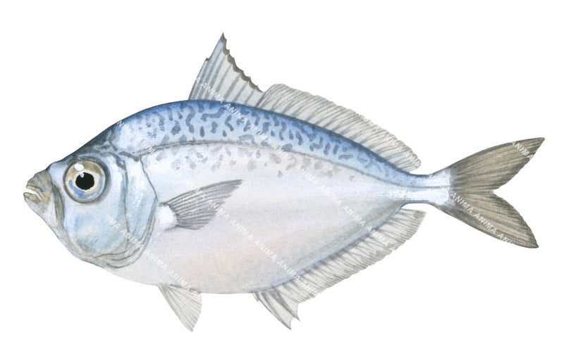 Anima Fish Toothed Ponyfish,Gaza minuta|High Res Marine image-R.Swainston-Animafish