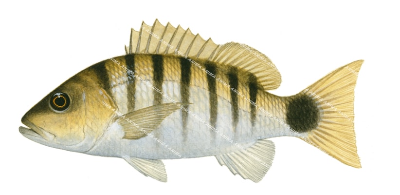 Anima Fish Blackbanded Snapper,Lutjanus semicinctus|High Res Marine image-R ...