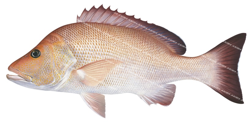 An realistic illustration of a Darktail Snapper on white background, showing the fish in side view.