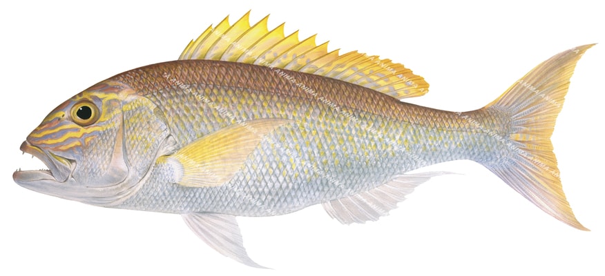 A Scientific illustration of the Goldband Snapper, side view on white background with bright yellow mark on its head and its dorsal fin.