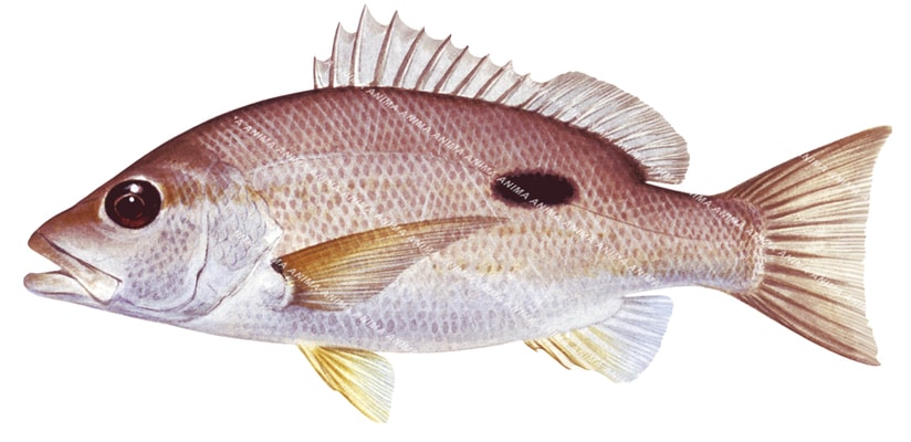 Moses Snapper-3,Lutjanus russelli|High Res Marine image-R.Swainston ...