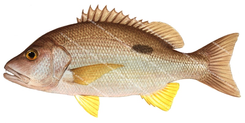 Moses Snapper-4,Lutjanus russelli|High Res Marine image-R.Swainston ...