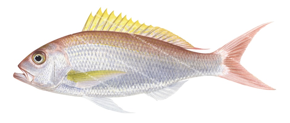 Fish illustration of the Sharptooth Snapper on white background and side view. Pink and silver body, yellow dorsal fin.