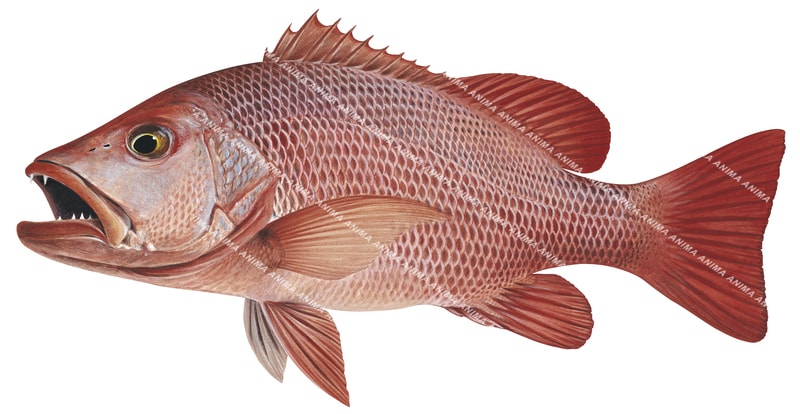 A realistic illustration of the Mangrove Jack, depicted in a vibrant red and pink colour with a pale pink belly, against a white background.