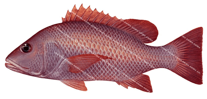 Anima Fish Mangrove Jack5 |High Res Marine image-R.Swainston-Animafish