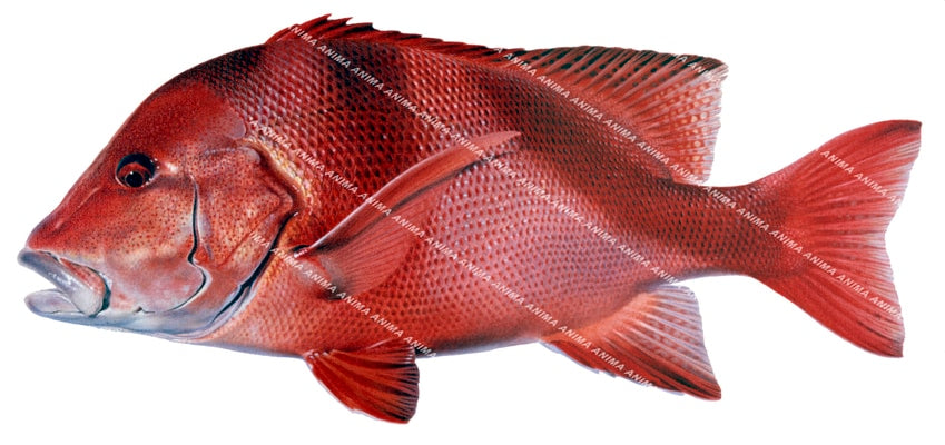 Accurate illustration of a Red Emperor displayed on white background with intense red colours shades with large dark red stripe.