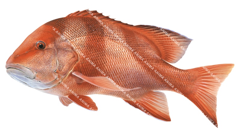 A detailed  illustration of the Red Emperor, alive position on white background with bright red colour.