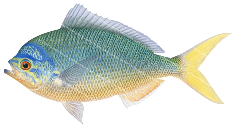 An illustration of Yellowtail Fusilier shown in profile against a white background with fine anatomical details with blue and yellow colours.