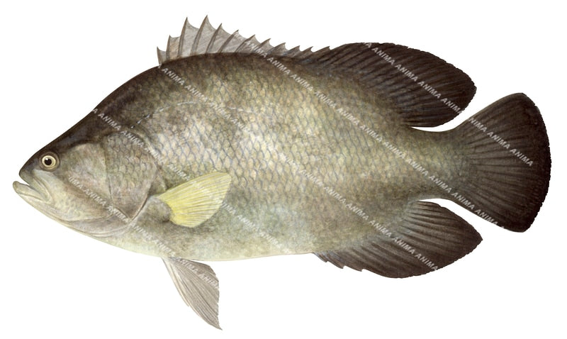 A Scientific marine image of the Tripletail on white background, profile view. the colour of its body is light brown to dark brown for the tails and fins.