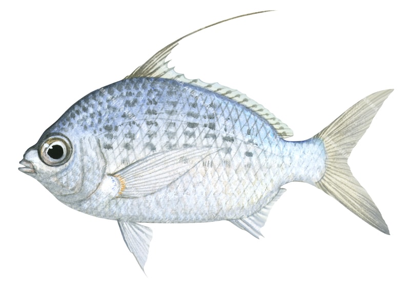 AnIllustration of a Threadfin Silverbiddy fish on a white background. It has a long dorsal fine fin and its body is mainly silver/blue with grey spots.