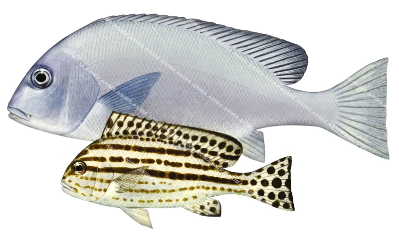An accurate illustration of the the Painted Sweetlips Adult and Juv. on white background, showing both adult and juvenile stages side by side.