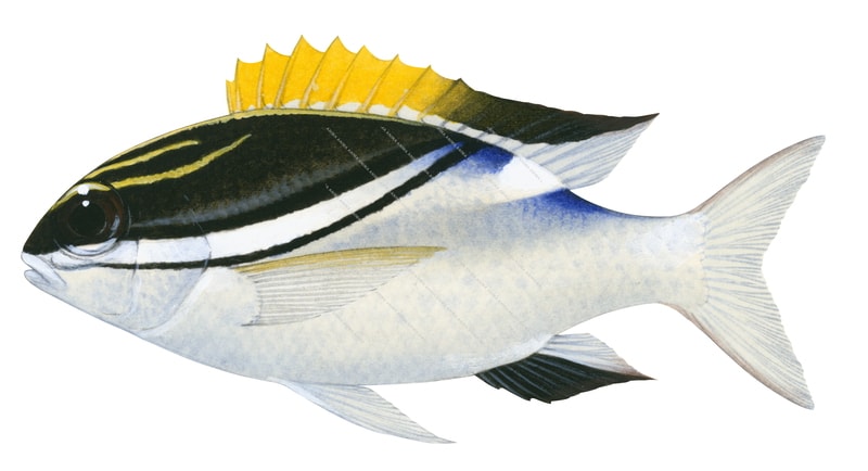 A scientific illustration of the Two Line Monocle Bream it has a black edged white bar curving up from its mouth to the middle of its dorsal fin. Two yellow lines above and behind their eyes, side view.
