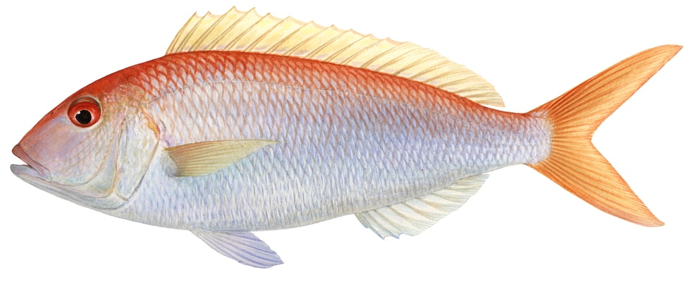 high quality accurate illustration of the Rosy Threadfin Bream on white background, the fish has a red back, orange caudal fin, otherwise silver colour.