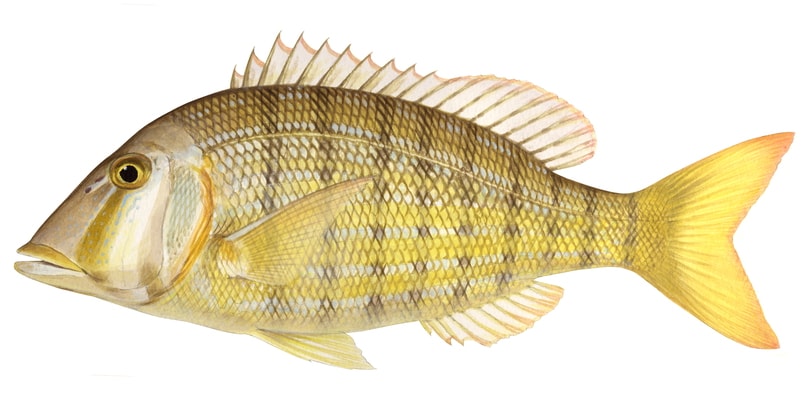 An illustration of a Bluespotted Emperor fish, with a yellow and blue spotted pattern on a white background.