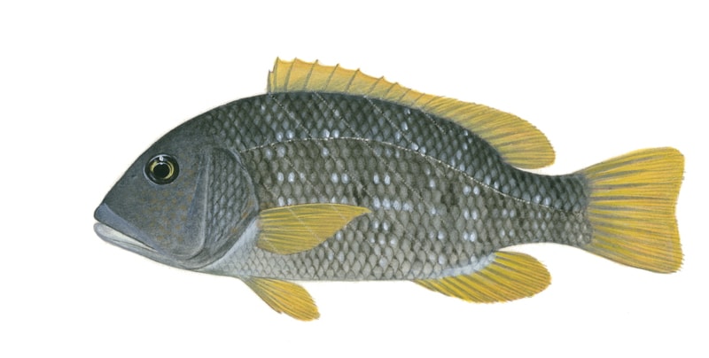 A realistic marine image of an Orangespotted Emperor fish, with a predominantly gray body and yellow fins.