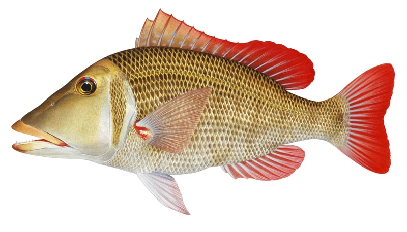 Illustration of a Redthroat Emperor with golden-scaled body with red dorsal, tail, and pectoral fins on white background, lateral view.