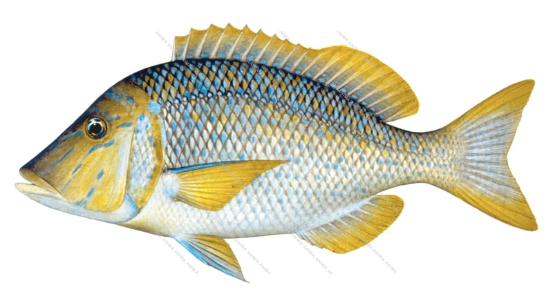 A realistic, accurate illustration of the Spangled Emperor on white background, side view, with a predominantly blue and gold coloration.