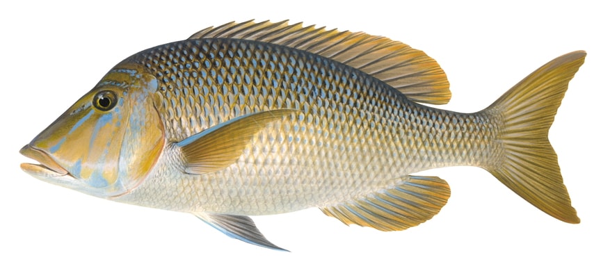 A detailed illustration of a Spangled Emperor, lateral view on white background, its body predominantly Light brown and blue colour.  