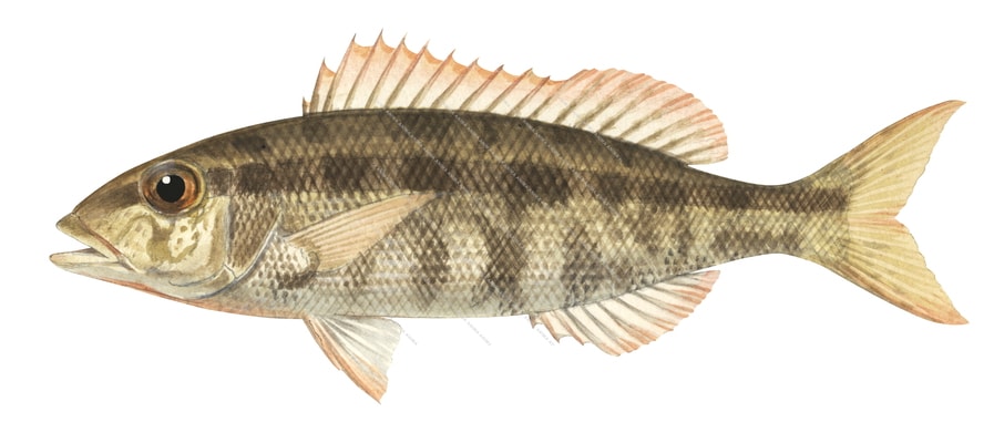 accurate illustration of the Variegated Emperor on white background and lateral view, its body has mottled brown, beige, and light orange colouring.