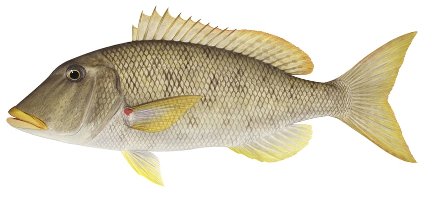 Realistic detailed naturalist painting of the Yellowlip Emperor with a brown colour body, yellow fins and a red spot at the base of its lateral fin.