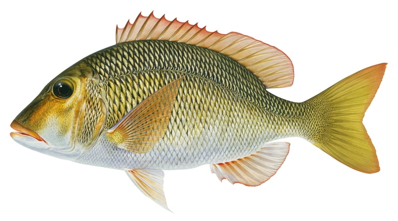 A scientific illustration of a Yellowtail Emperor, side view and white background, its body colour mostly yellow and gold with red orange dorsal fin.