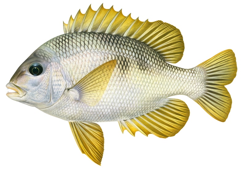 Scientific illustration of a Mozambique Seabream, side view on white background, the fish has bright yellow fins, a silver colour body and a big eye.