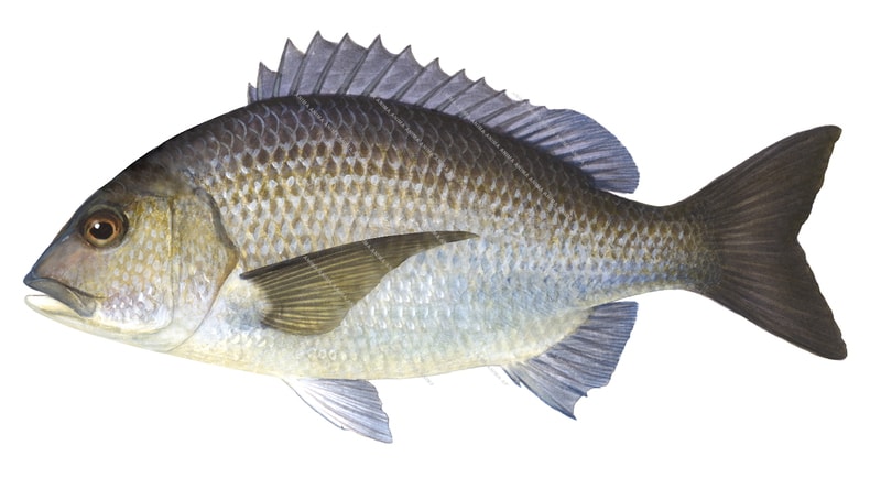 A scientifi illustration of a Black Bream with silver and dark brown scales, a prominent dorsal fin, and dark brown caudal fin, against a white background.