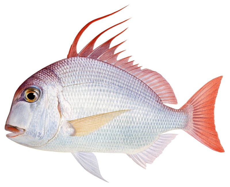 A scientific illustration of a Frypan Bream with a predominantly white and blue body and red and orange fins, displayed on white background and lateral view.