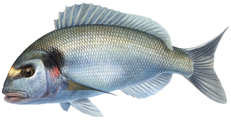 Fish illustration of the Dorade Royale displaying the fish swimming on white background with its distinctive red and black spot behind its eye and a bright yellow spot on its nose.