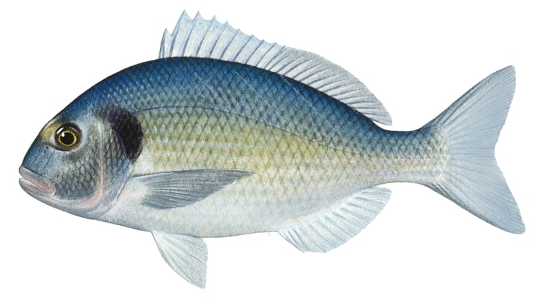 Fish illustration on white background of the Dorade Royale, side view, colourful.      