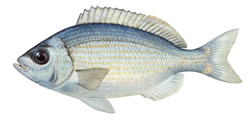 Fish illustration on white background of the Griset on white background, lateral view.