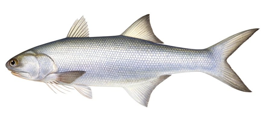 An illustration of a blue threadfin fish, Euletheronema tetradactylum, with a white belly, light brown fins and silver body scales.