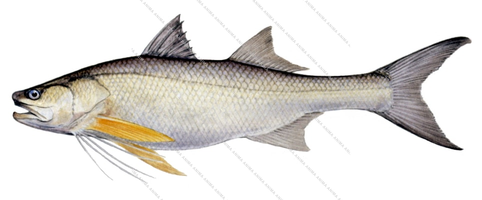 realistic illustration of a King Threadfin