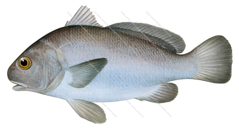 a realistic illustration of the Galapagos Rock Croaker showing lateral view of an adult with greyish body colour with darker fins and very pale belly.