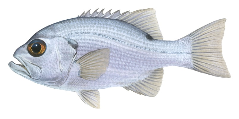 colour scientific illustration of the Pearl Perch, side view and white background, silver body and big orange eye.