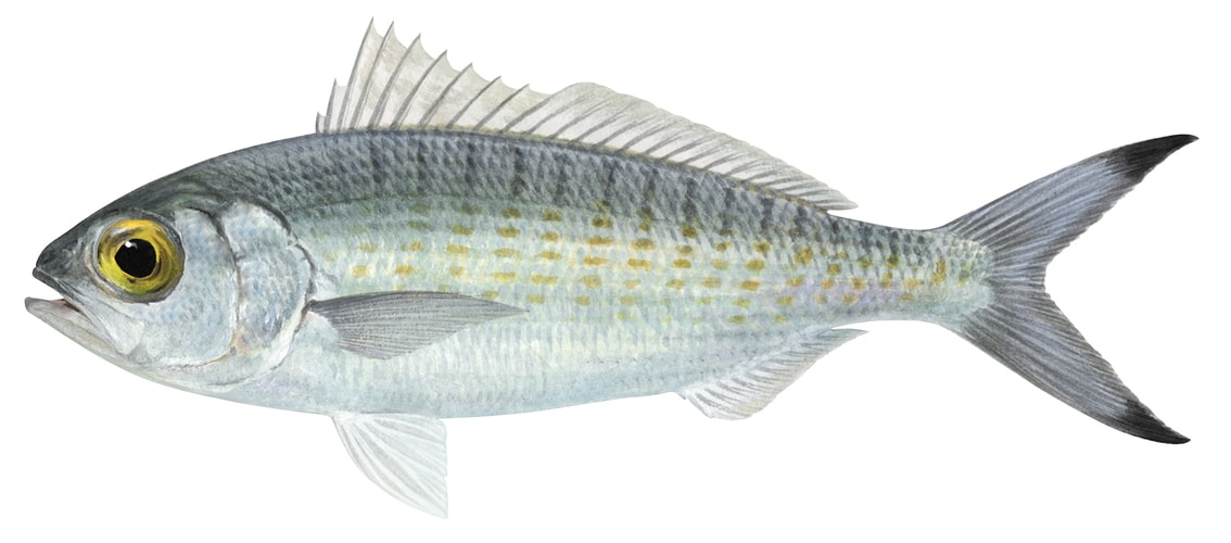 A scientific illustration of an Australian Herring, with a silver body and yellow eyes, side view, white background