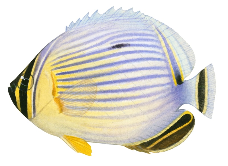 Anima Fish Redfin Butterflyfish,Chaetodon trifasciatus|High Res Marine image by ...