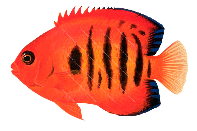 Anima Fish Flame Angelfish,Centropyge loricula|High Res fish Illustration by Roger ...