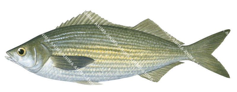 Real Bastard Trumpeter,Mendosoma lineata| High Res fish Illustration by ...