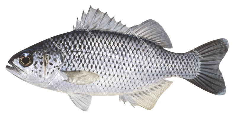 Anima Fish Jungle Perch,Kuhlia rupestrisand|High Res fish Illustration by R. Swainston