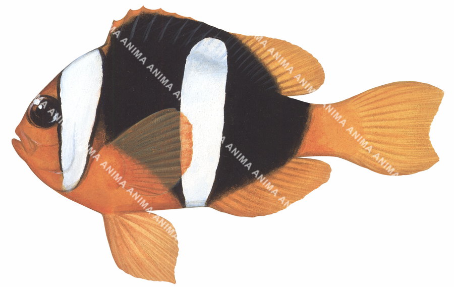 Anima Fish Clark's Anemonefish,Amphiprion clarkii | High Resolution fish ...