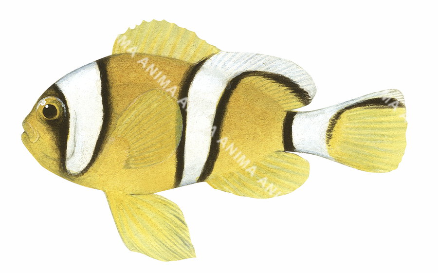 Anima Fish Mauritian Anemonefish,juvenile,Amphiprion chrysogaster | High ...