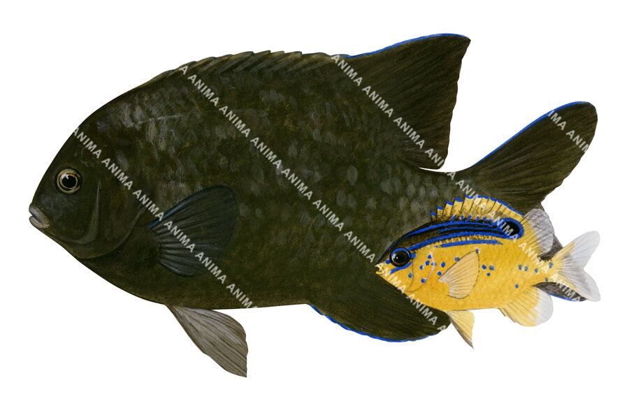 Parcima Fish McCulloch's Scalyfin Adult and Juvenile,Parma mccullochi | High ...