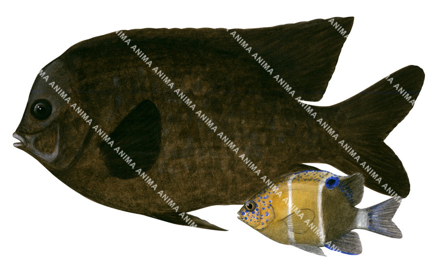 Parcima Fish Western Scalyfin Adult and Juvenile,Parma occidentalis | Marine Images ...