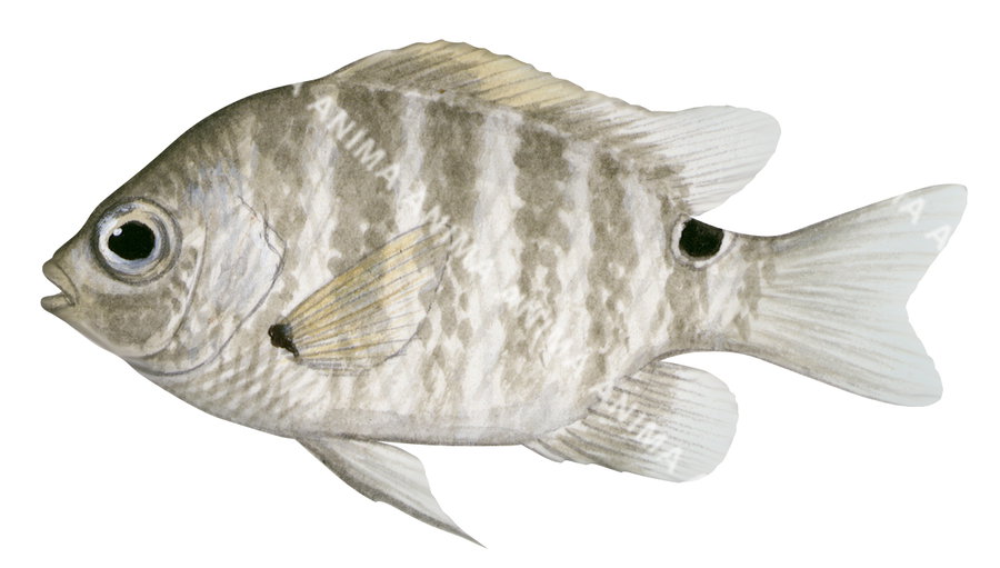 Anima Fish Blackspot Sergeant Juvenile,Abudefduf sordidus| High Resolution fish ...