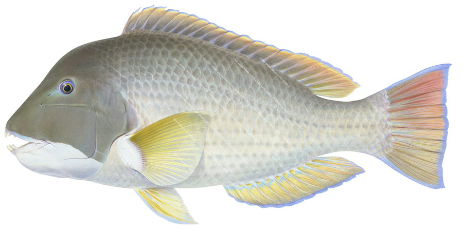 Scientific illustration of the Baldchin Groper showing lateral view with greenish-grey head, pale grey body scales and fins bordered with blue and orange margins, displayed on white background capturing the detailed underwater style of Roger Swainston. 
