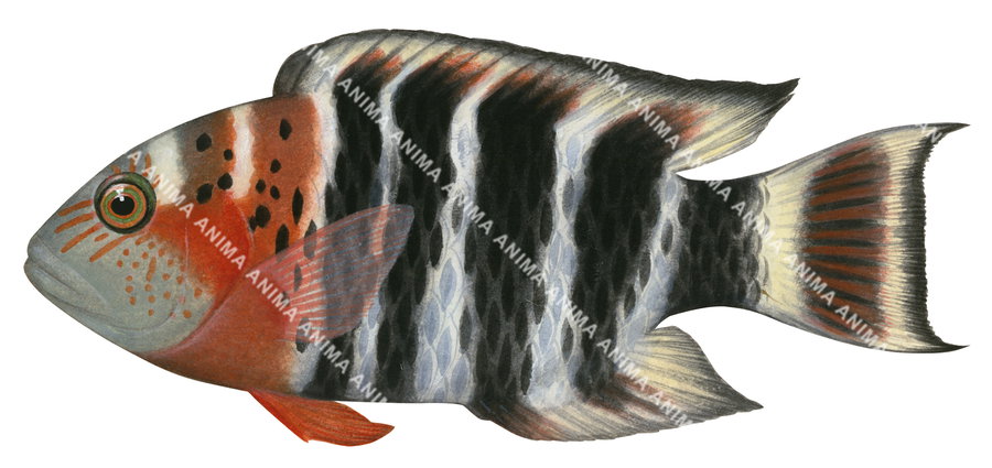 An accurate illustration of  a Redbreast Maori Wrasse with a predominantly black and white body, orange and brown details, and a patterned scaled surface, side view,capturing the detailed underwater style of Roger Swainston.