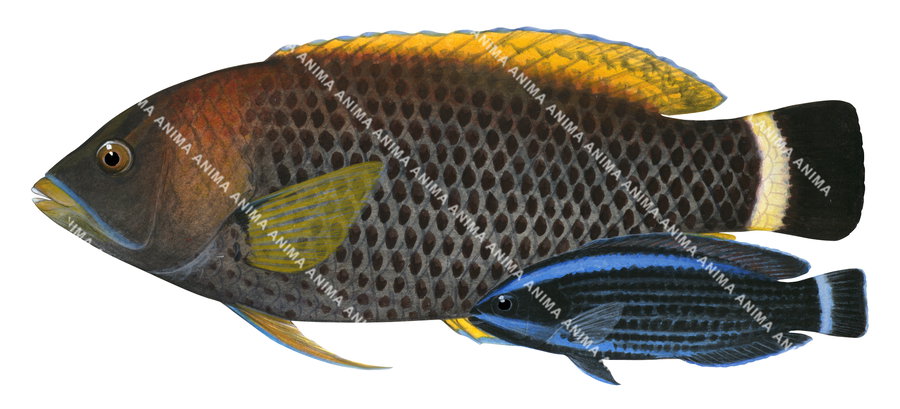 Chiseltooth Wrasse Adult and Juvenile,Pseudodax moluccanus| High ...