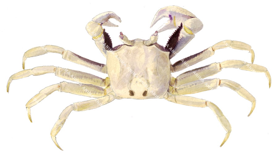 Ghost Crab